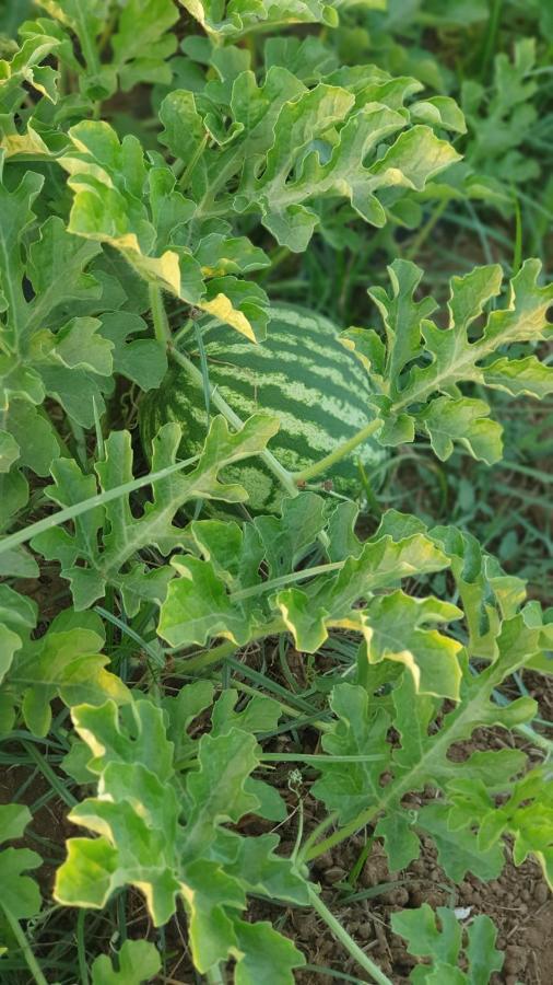 Azienda Agricola I Peperoncini 阿尔盖罗 外观 照片