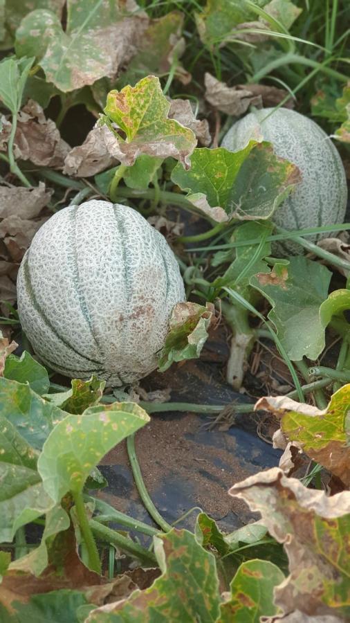 Azienda Agricola I Peperoncini 阿尔盖罗 外观 照片