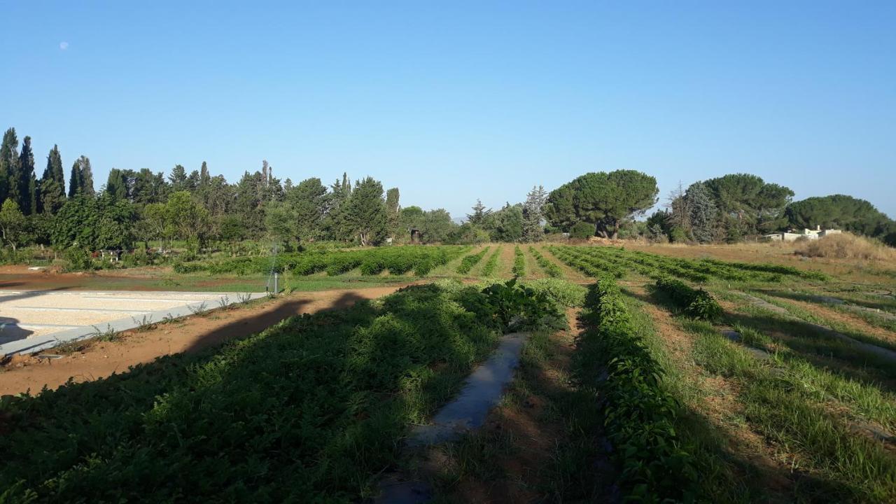 Azienda Agricola I Peperoncini 阿尔盖罗 外观 照片